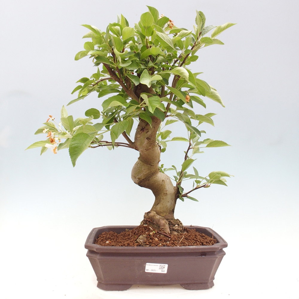 Outdoor bonsai - Malus halliana - Small-fruited apple tree