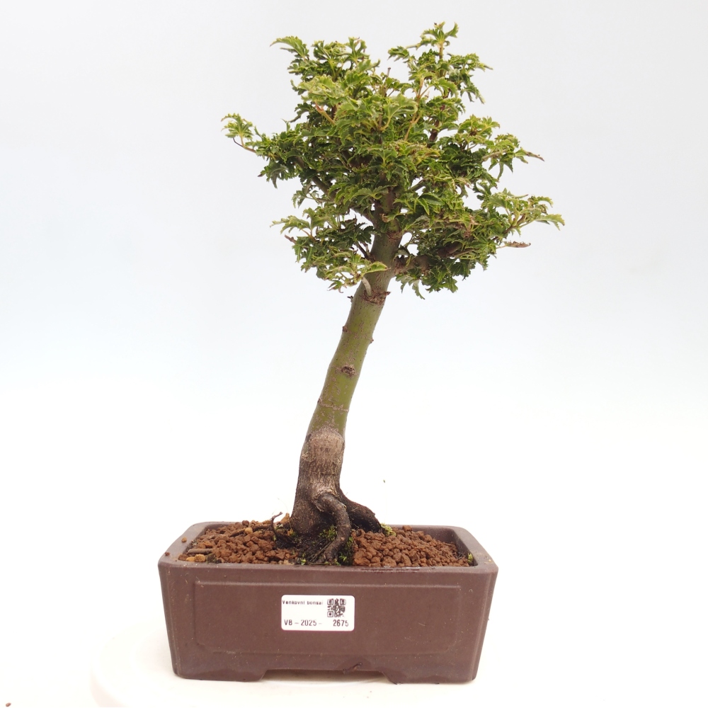 Outdoor bonsai - Acer palmatum Shishigashira maple