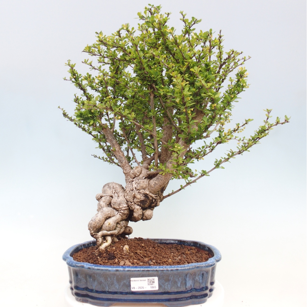 Outdoor bonsai - Berberis coreana