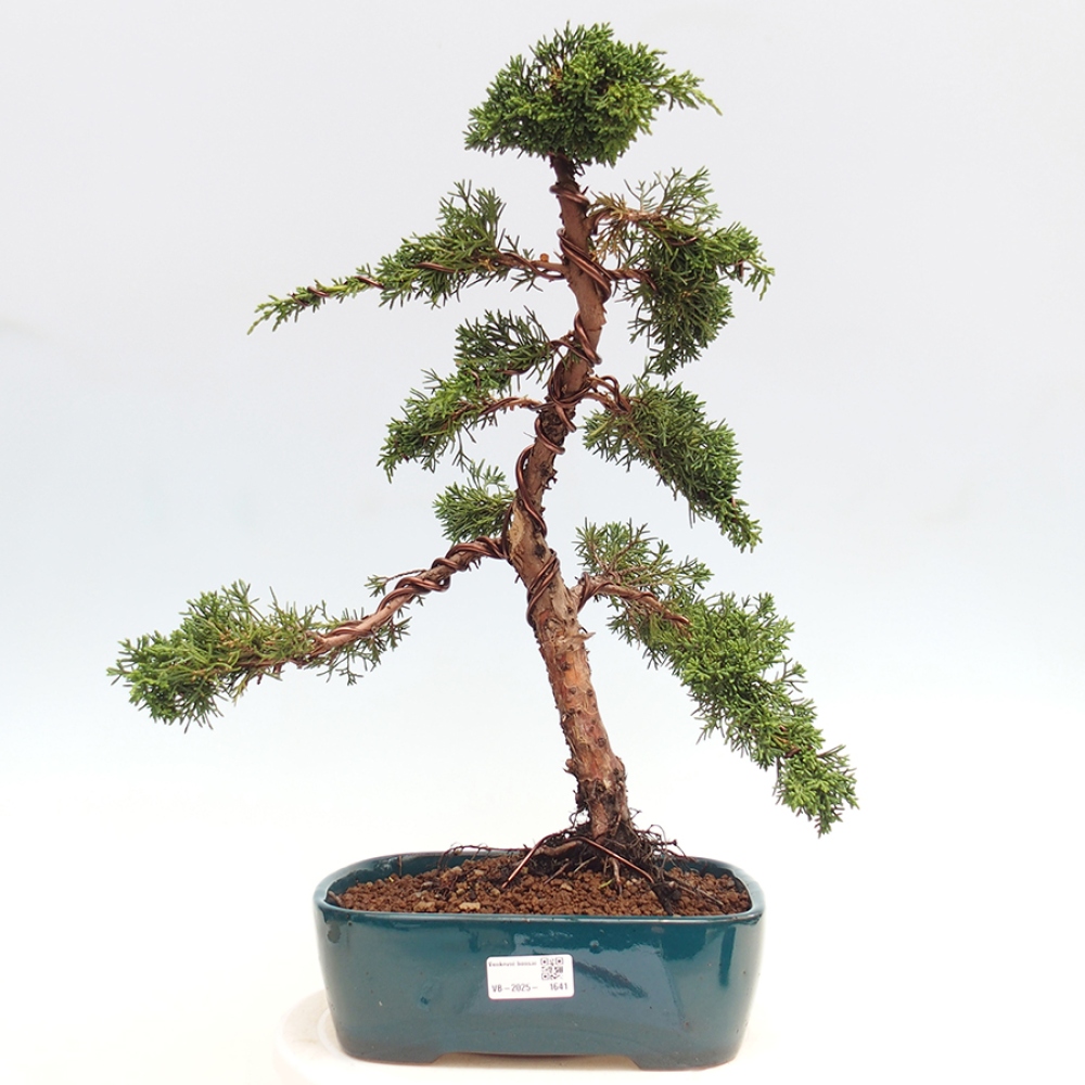 Outdoor bonsai - Juniperus chinensis Kishu - Chinese juniper