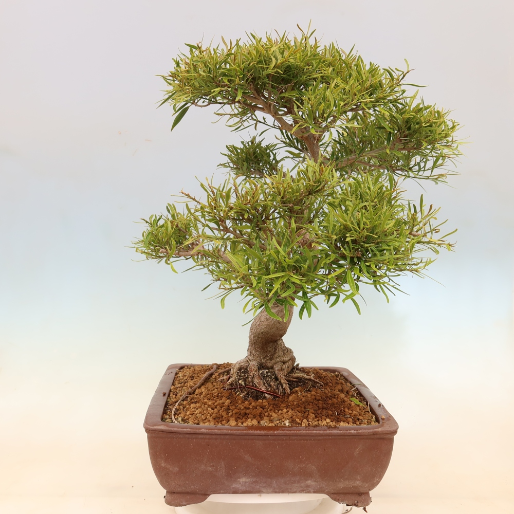 Room bonsai - Ficus nerifolia - small-leaved ficus