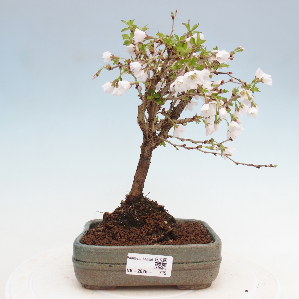Outdoor bonsai - Prunus incisa Kojou-no mai-Plivon cut out