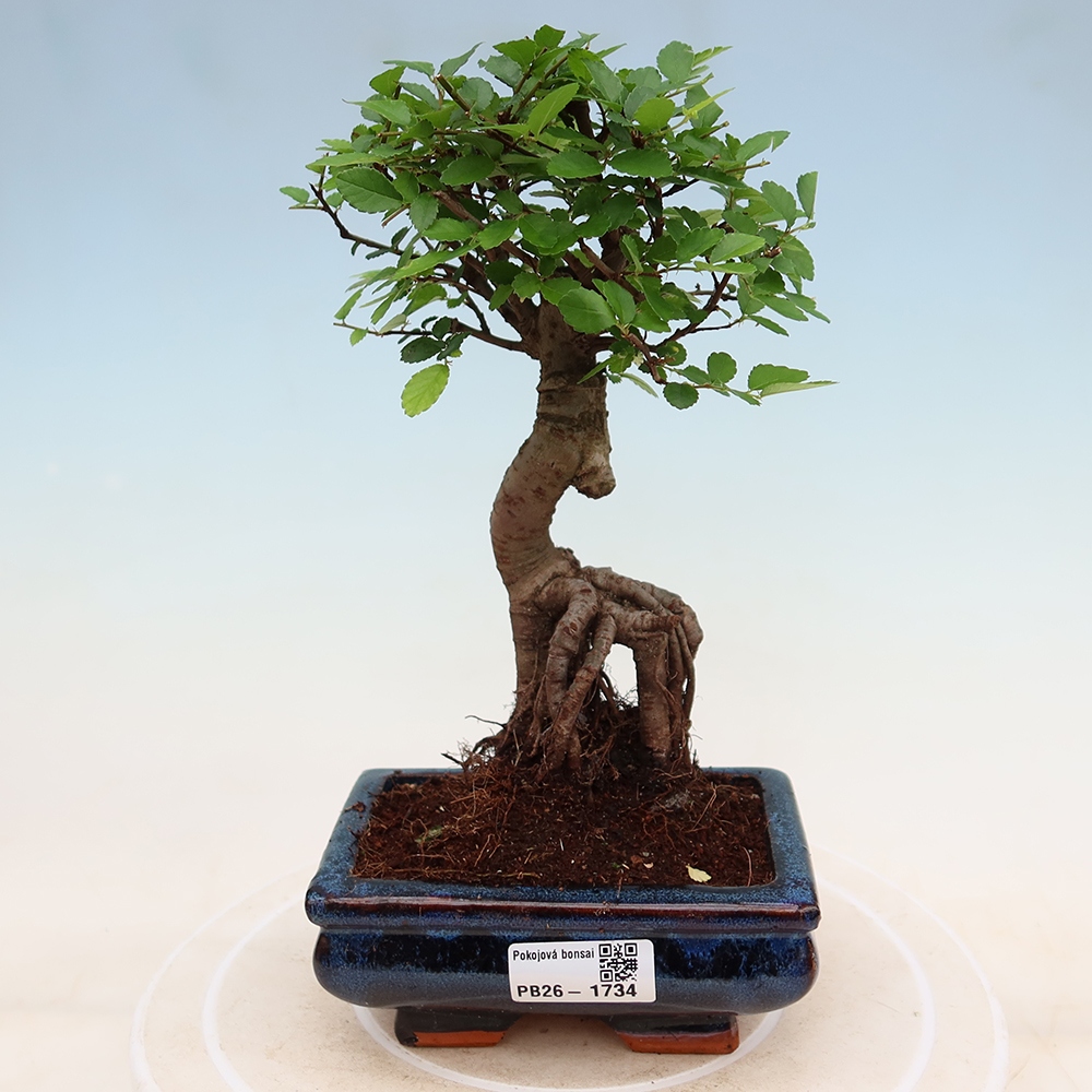 Room bonsai - Ulmus parvifolia - Small-leaved elm