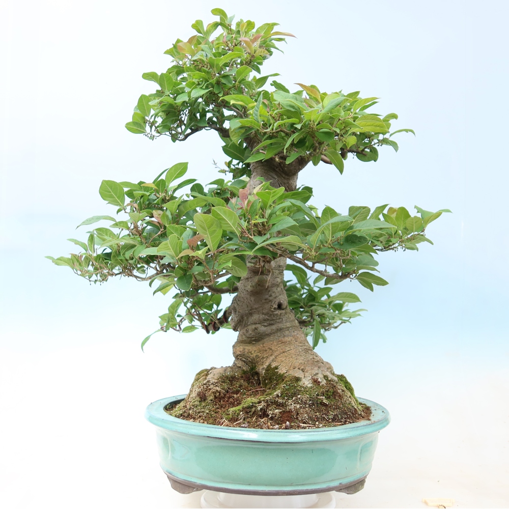 Outdoor Bonsai - Ilex serrata - Sawtooth Holly