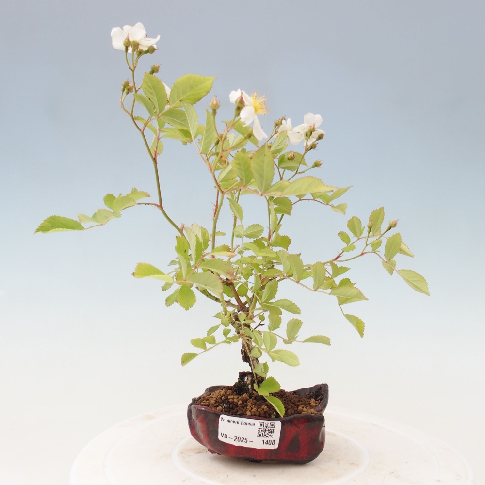 Outdoor bonsai - Rosa sp. - small-flowered rose