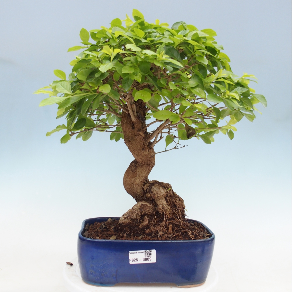 Room bonsai - Duranta erecta Aurea
