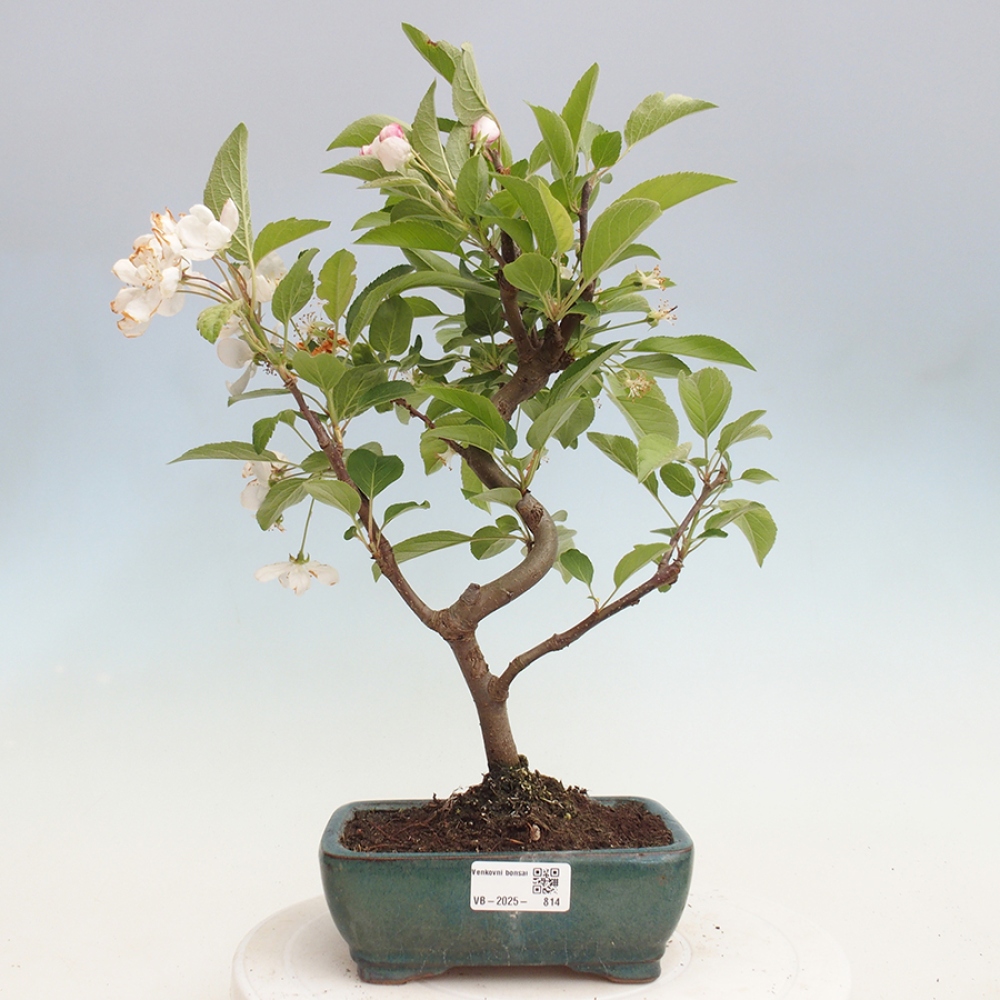 Outdoor bonsai - Malus halliana - Small-fruited apple tree