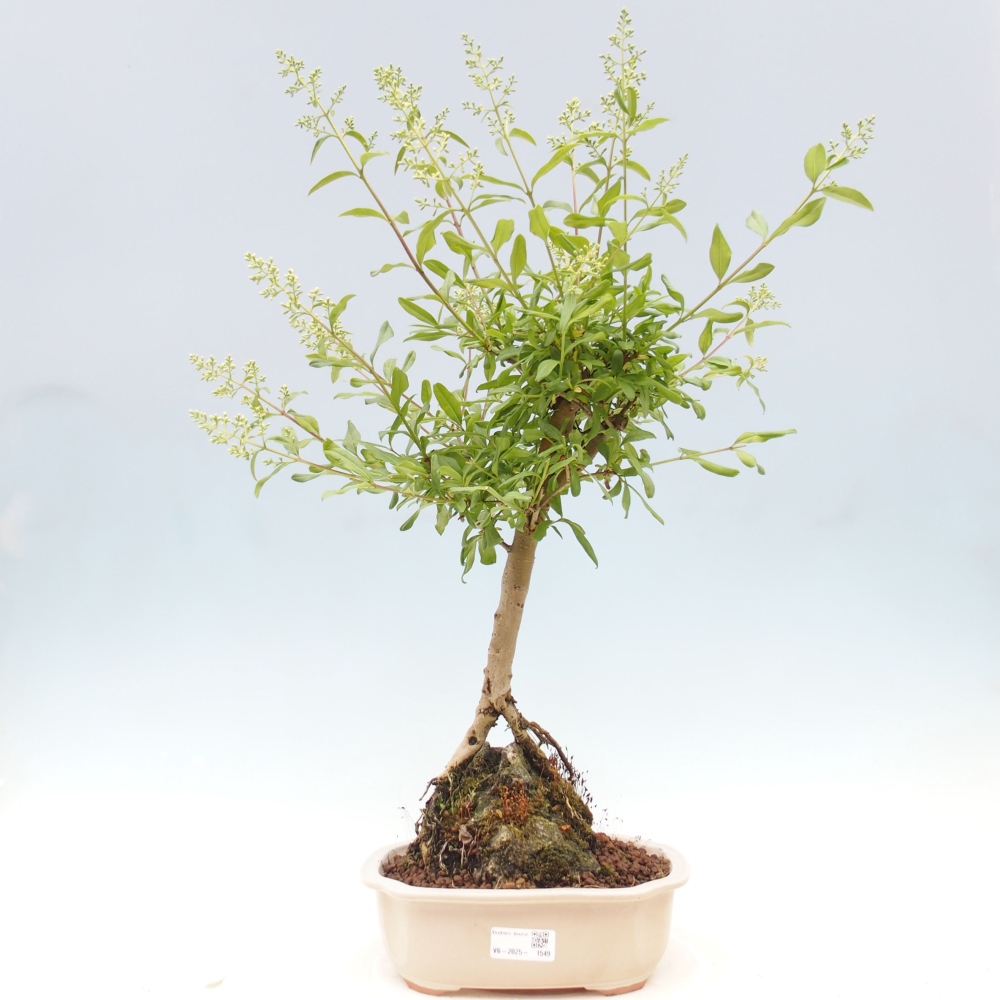 Outdoor bonsai - Ligustrum  - Bird's eye view