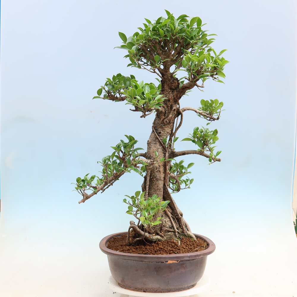 Room bonsai - Ficus kimmen - small-leaved ficus