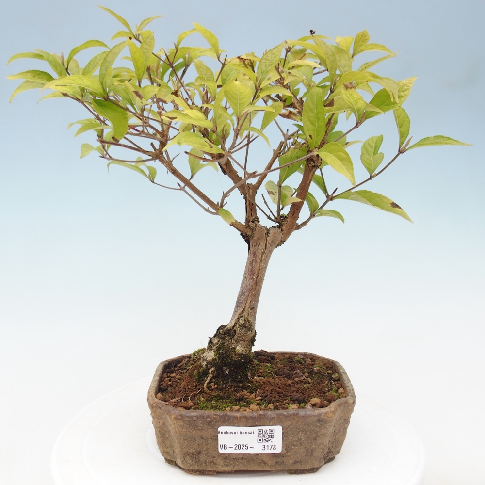 Outdoor bonsai - callicarpa jap Leucocarpa