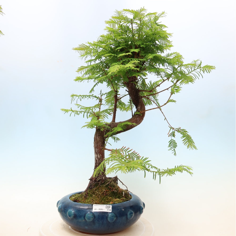 Outdoor bonsai - Metasequoia glyptostroboides - Chinese Metasequoia