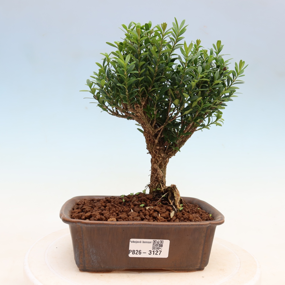 Room bonsai - Buxus harlandii - cork buxus