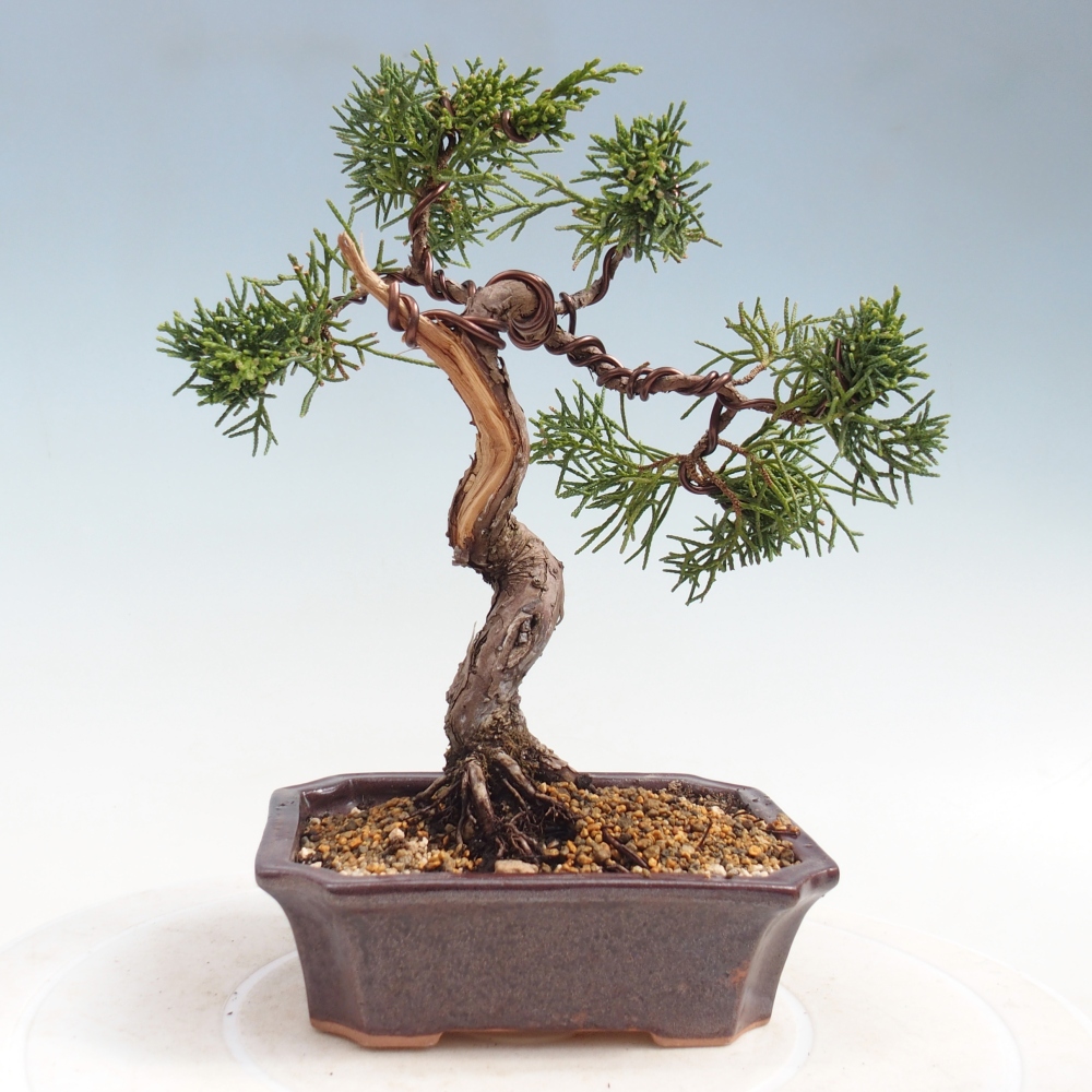 Outdoor bonsai - Juniperus chinensis Kishu