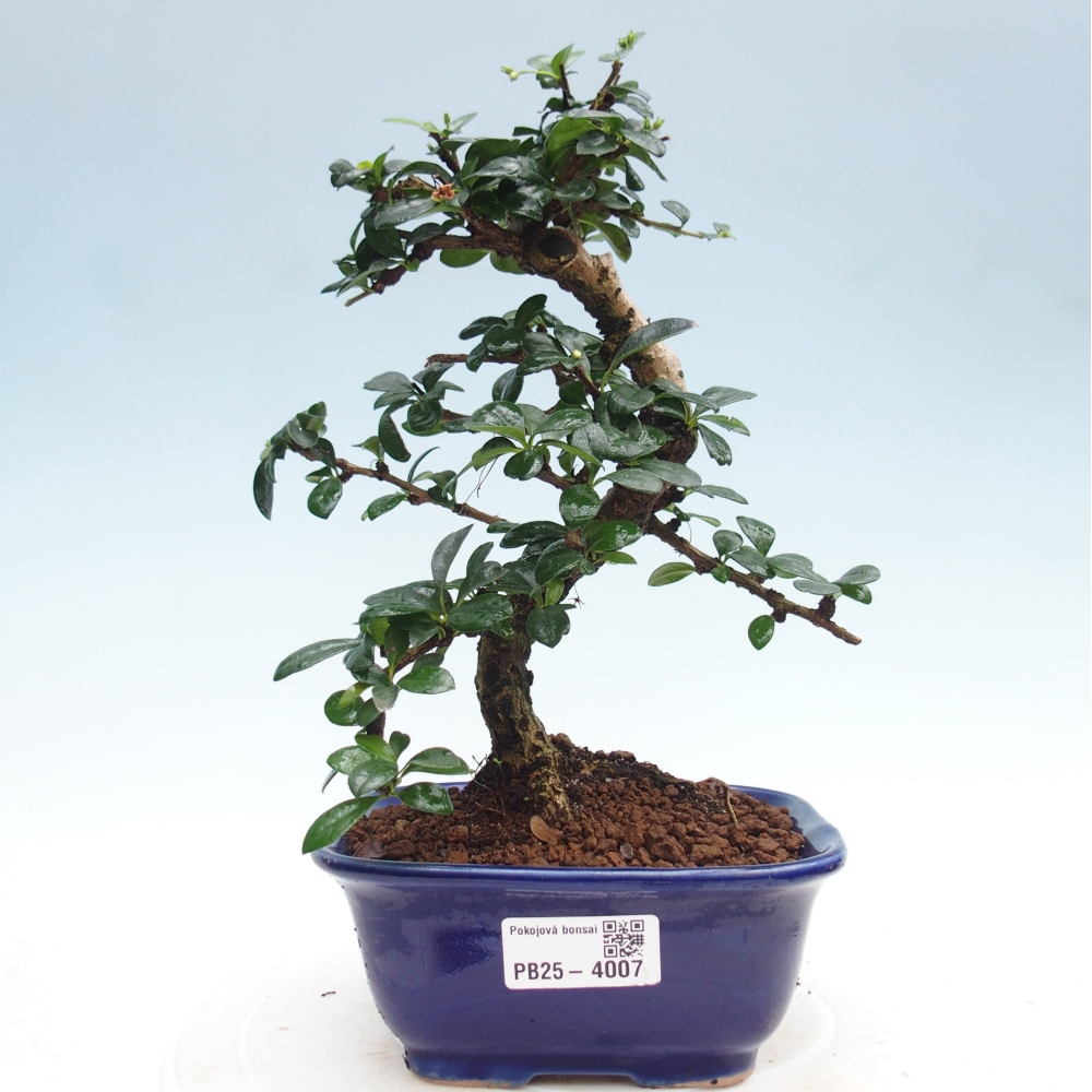 Room bonsai - Carmona macrophylla - Tea fuki