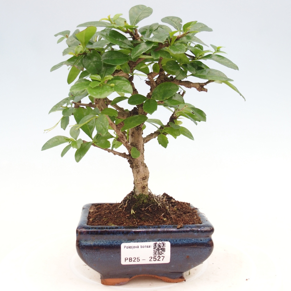 Indoor bonsai - Carmona macrophylla - Fuki tea