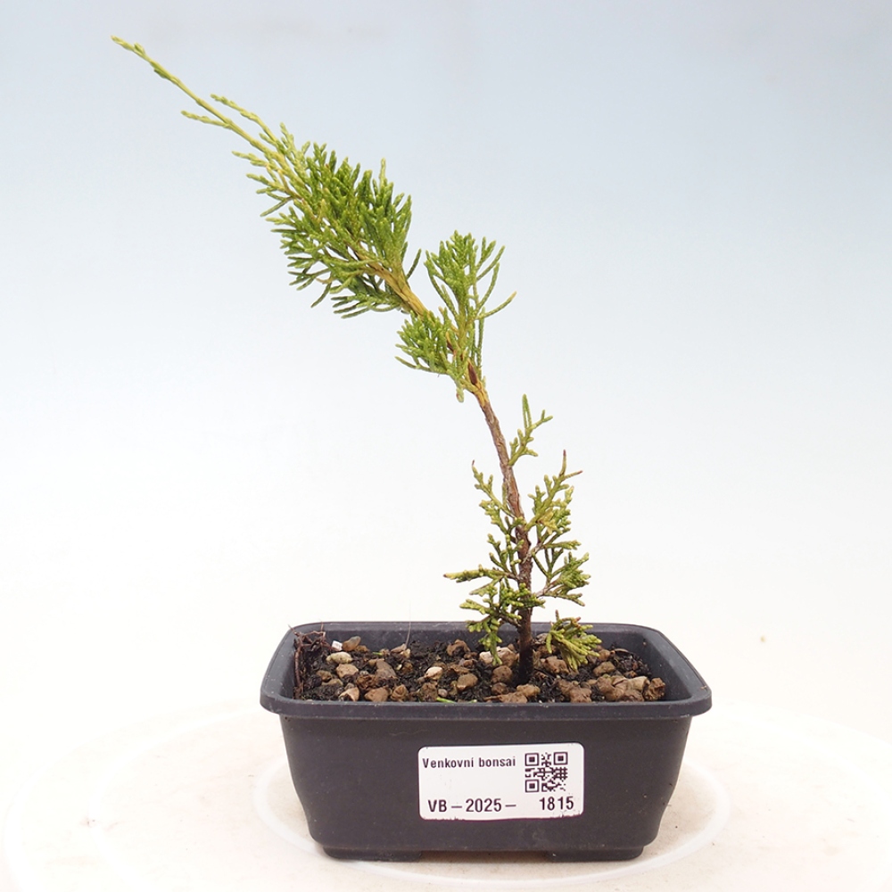 Outdoor bonsai - Juniperus chinensis Itoigawa - Chinese juniper
