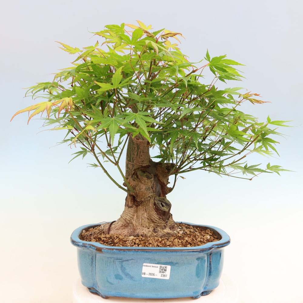 Outdoor bonsai - Maple Burger - Acer Burgerianum