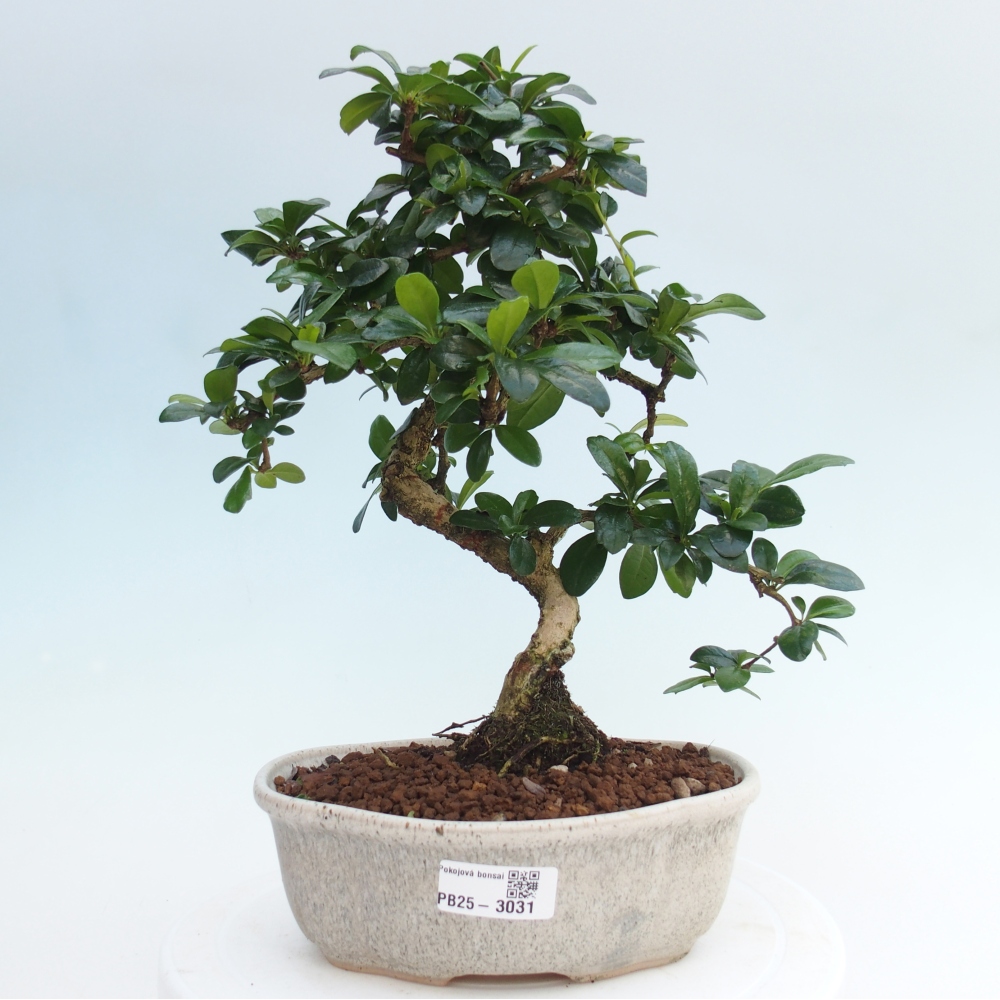 Room bonsai - Carmona macrophylla - Tea fuki