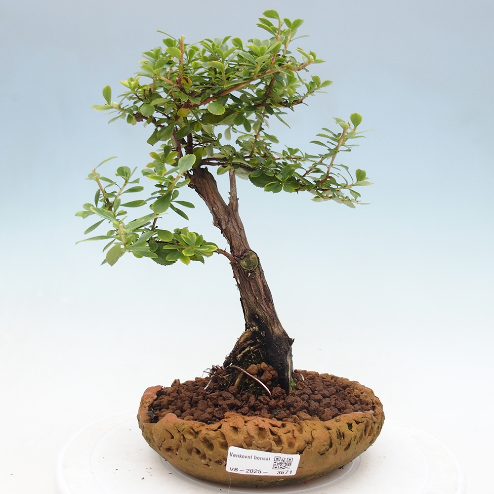 Outdoor bonsai - Escallonia 'Dart's Rosy Red' - Delusion