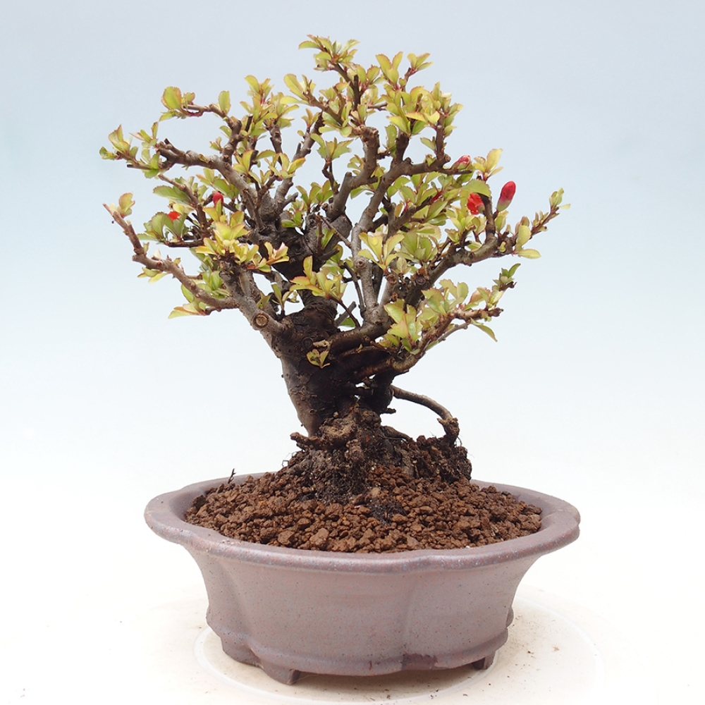 Outdoor bonsai - Chaneomeles speciosa - Quince