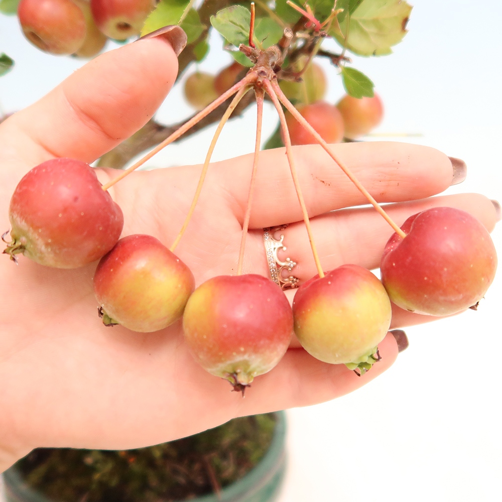 Outdoor bonsai -Malus halliana - Small-fruited apple tree