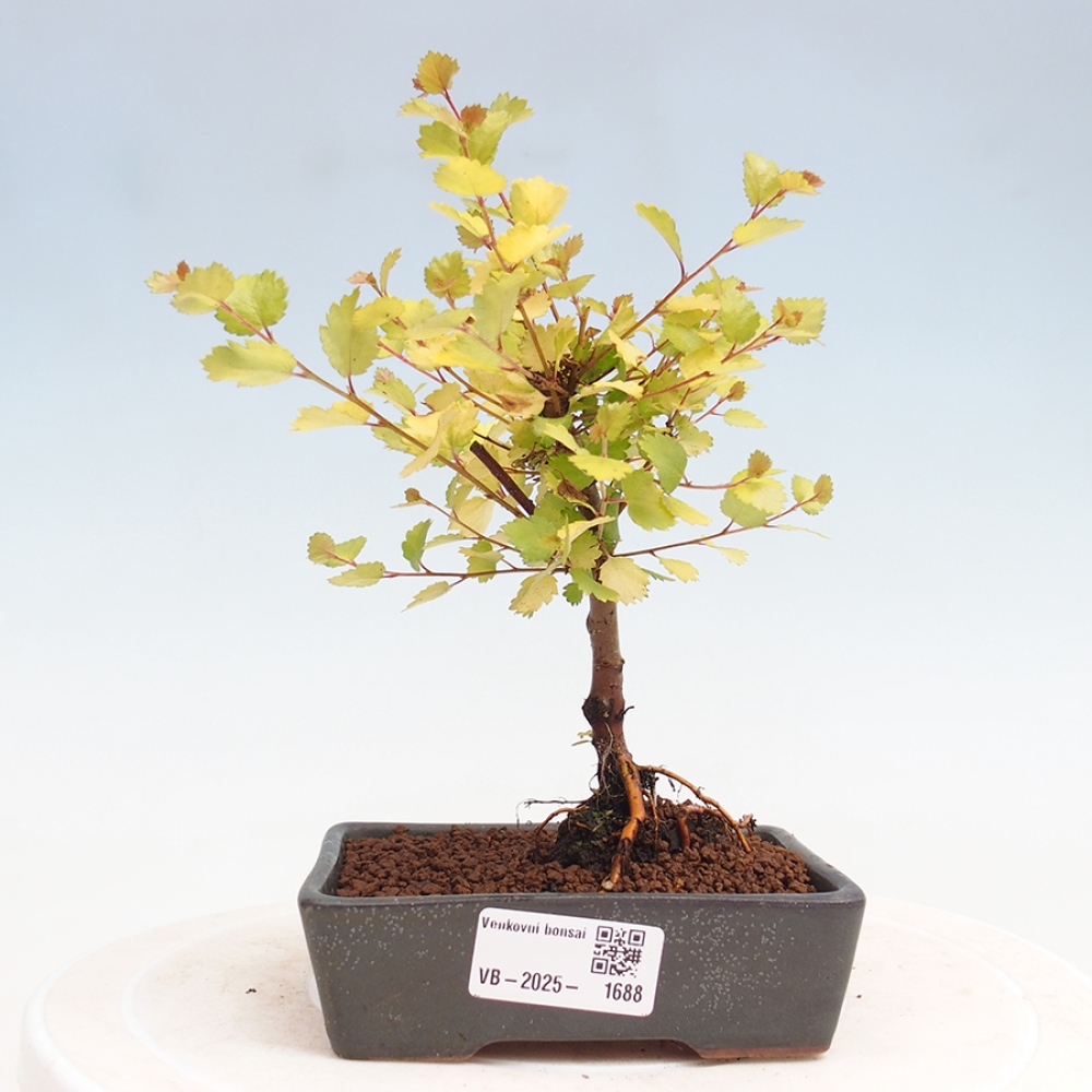 Outdoor bonsai - dwarf birch - Betula NANA Treasure