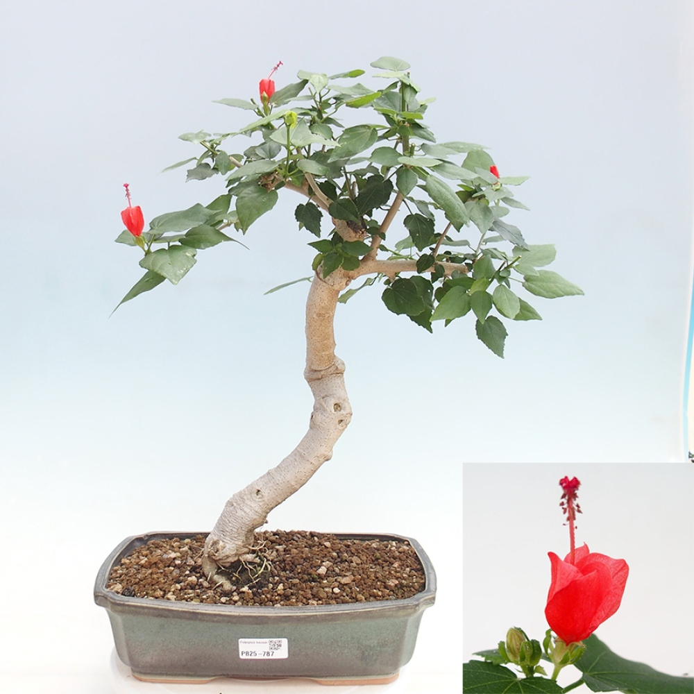 Indoor bonsai - Malvaviscus arboreus - woody hibiscus