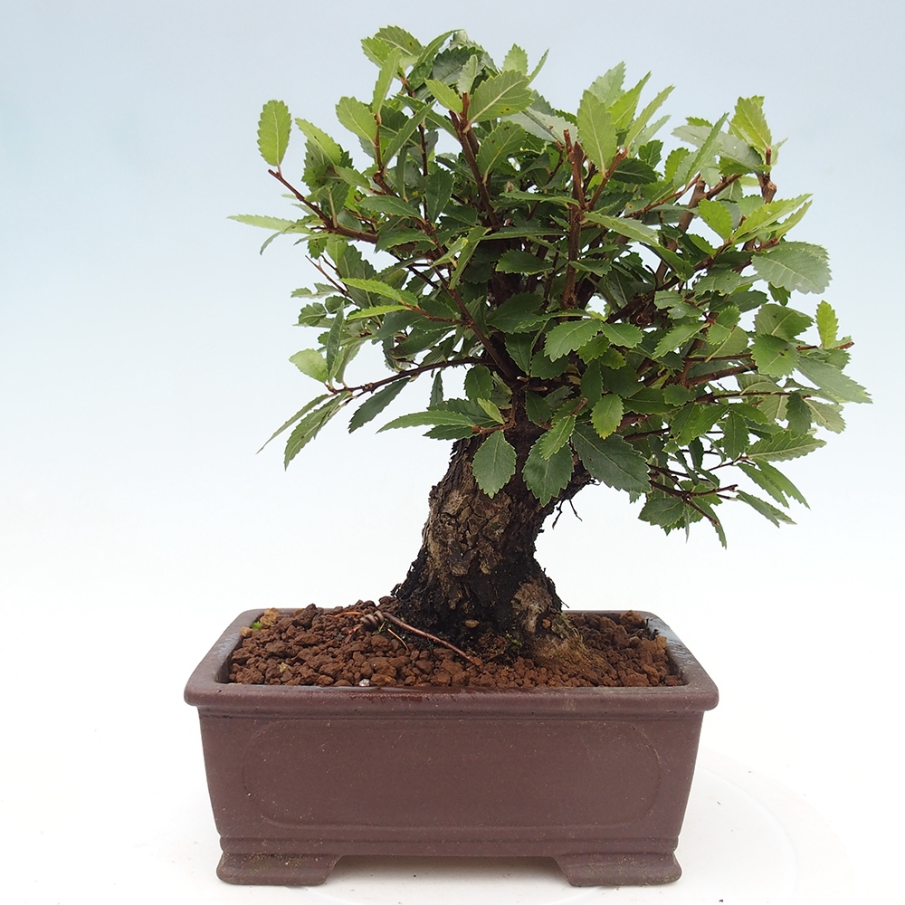 Outdoor bonsai - Zelkova - Zelkova NIRE