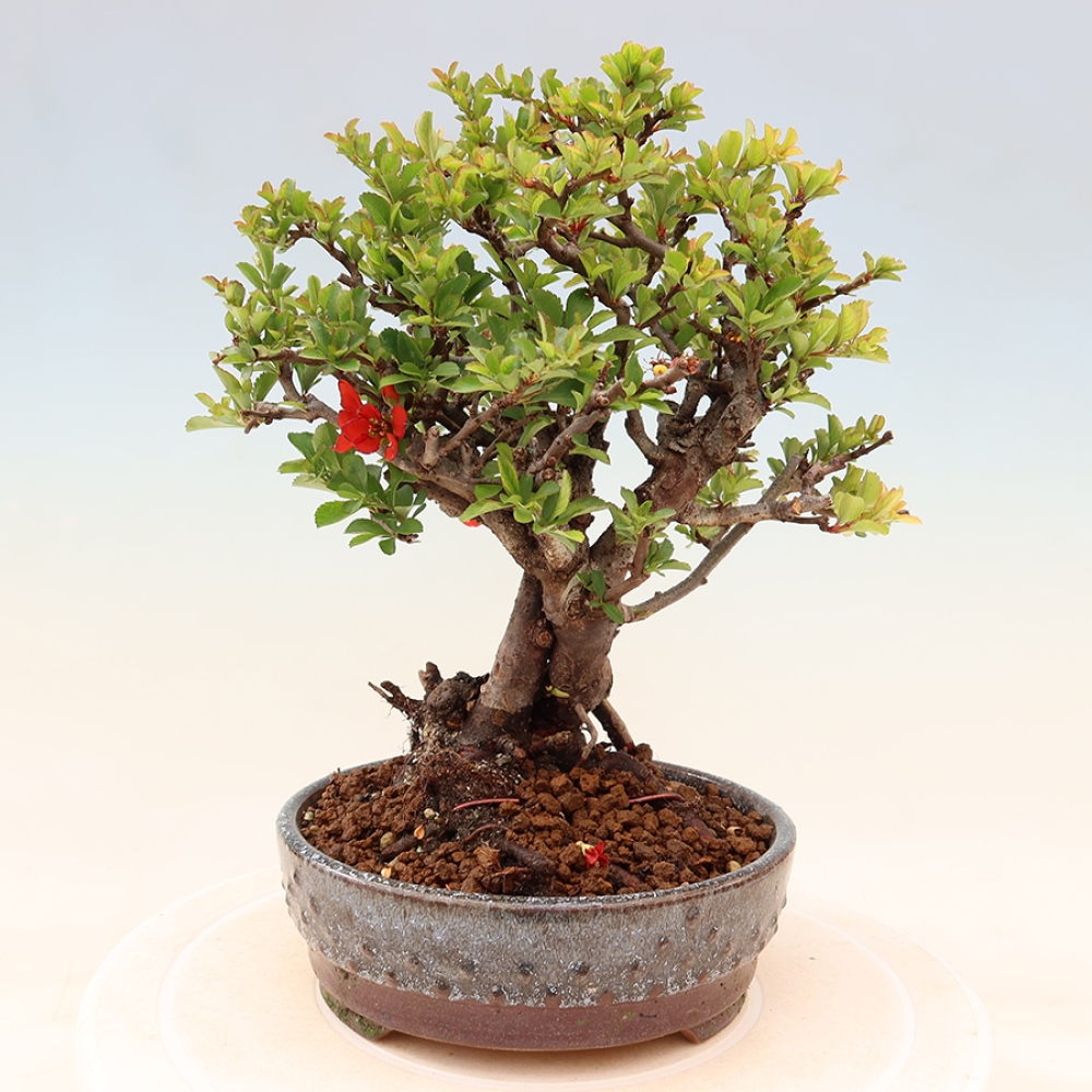 Outdoor bonsai - Chaneomeles speciosa Chojubai