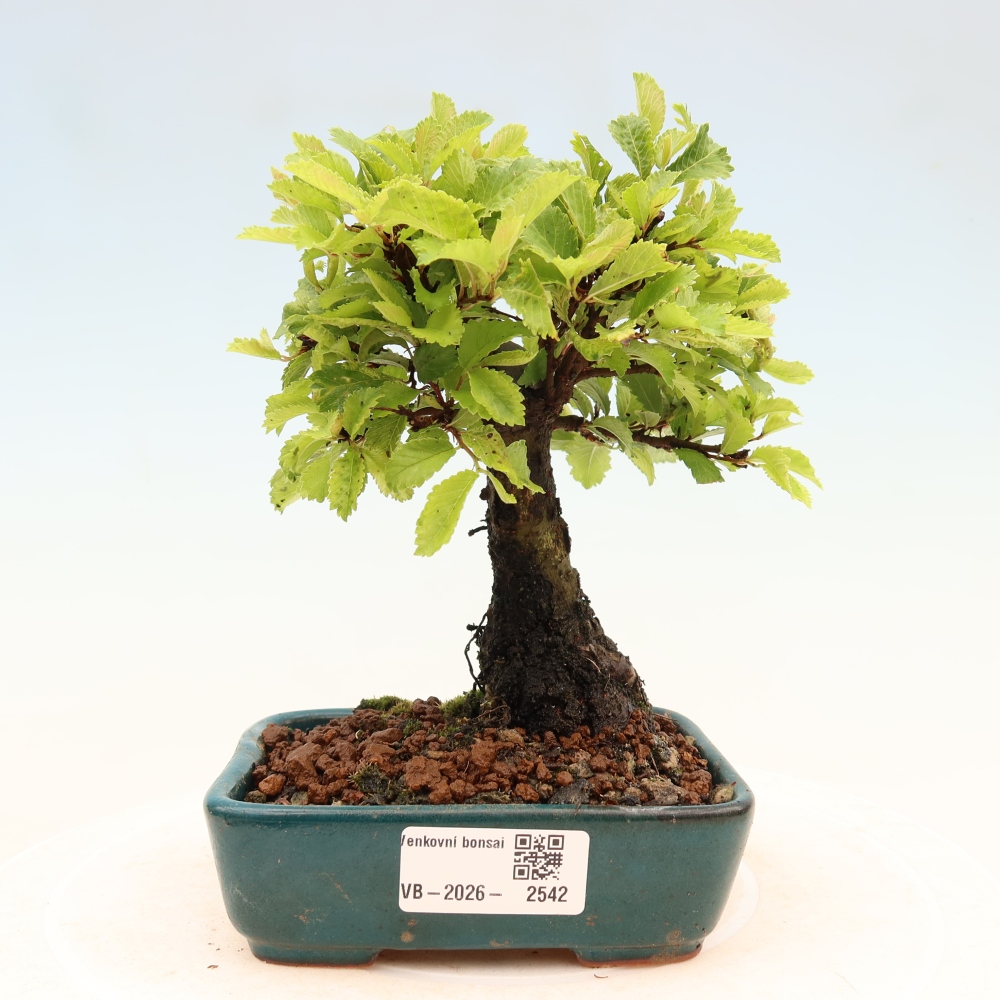 Outdoor bonsai - Zelkova - Zelkova NIRE