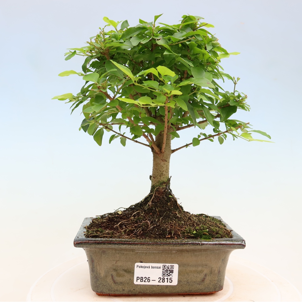 Room bonsai -Ligustrum chinensis - Birds Beak