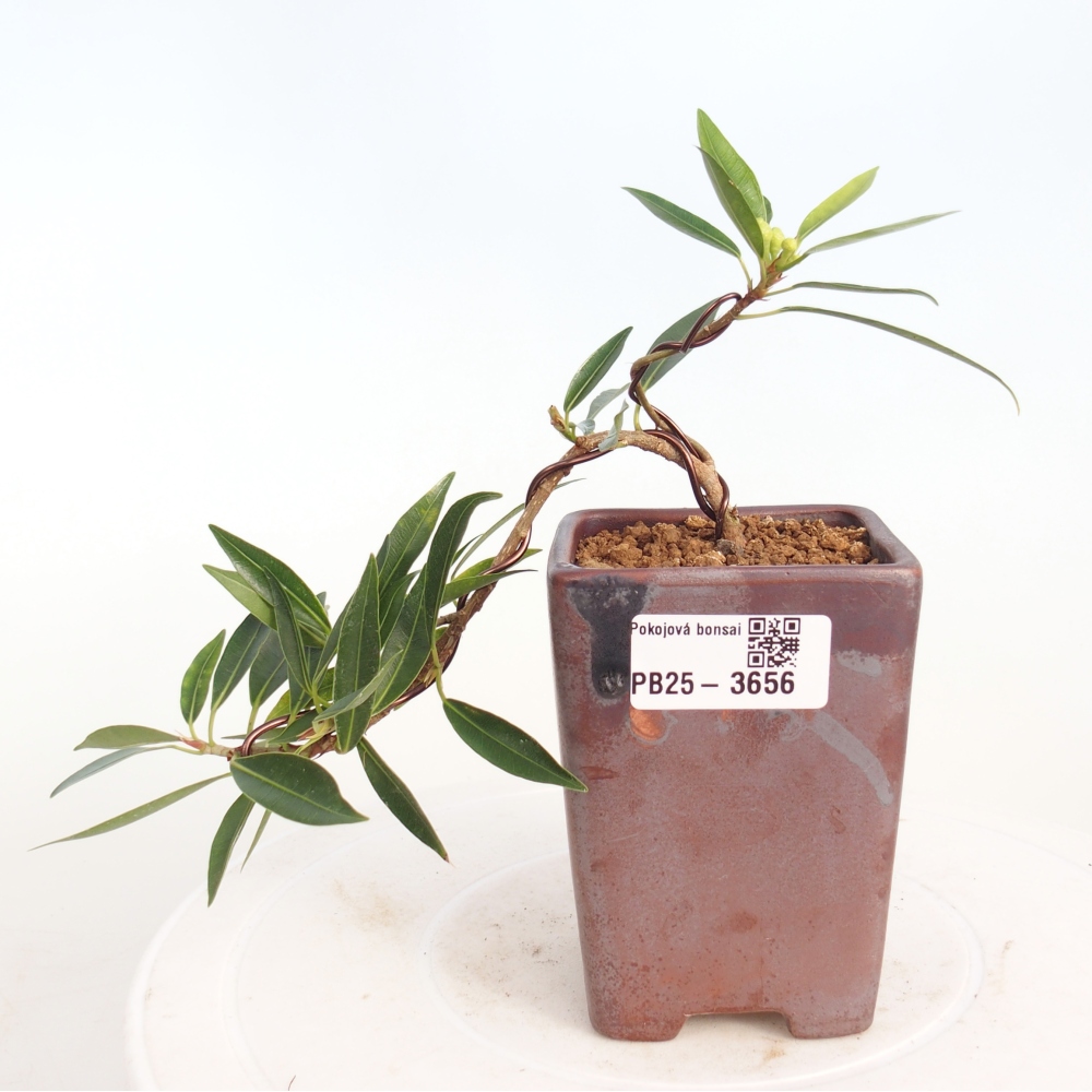 Room bonsai - Ficus nerifolia - small-leaved ficus