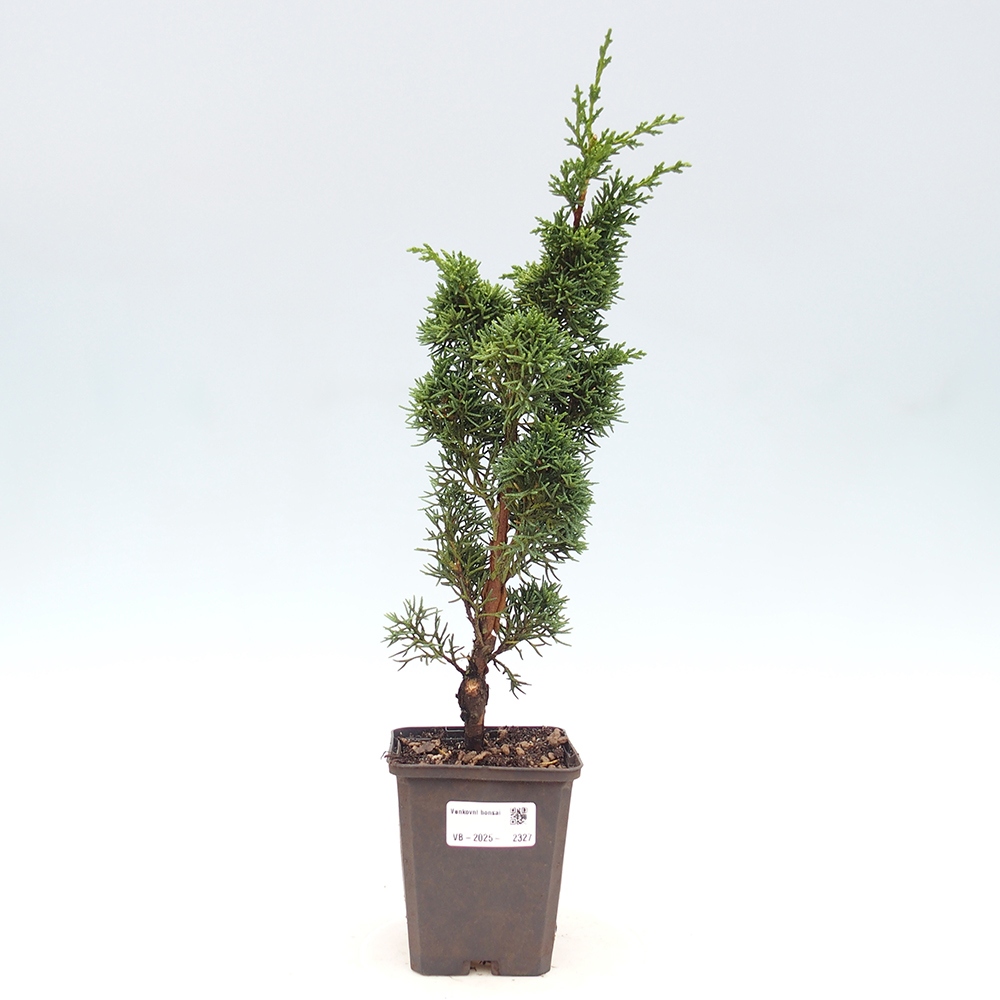 Outdoor bonsai - Juniperus chinensis Kishu - Chinese juniper