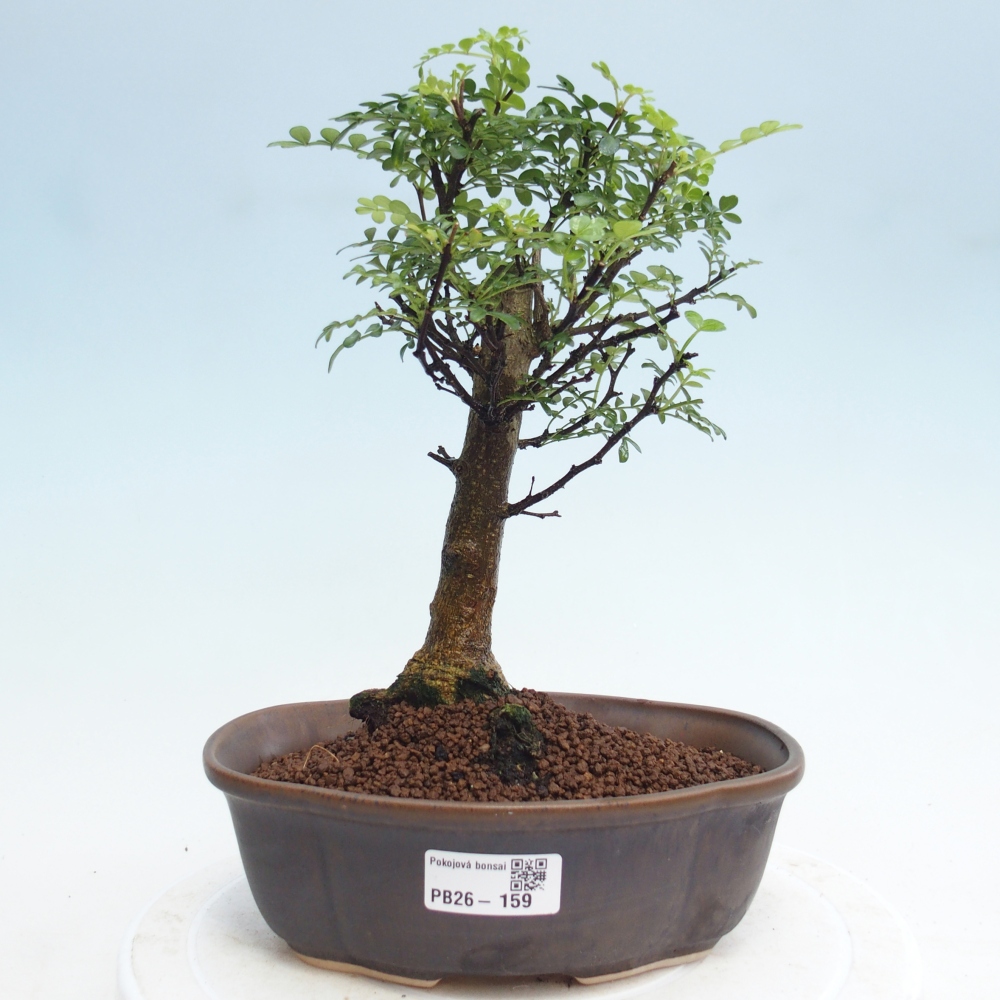 Room bonsai - Zantoxylum piperitum - pepper tree