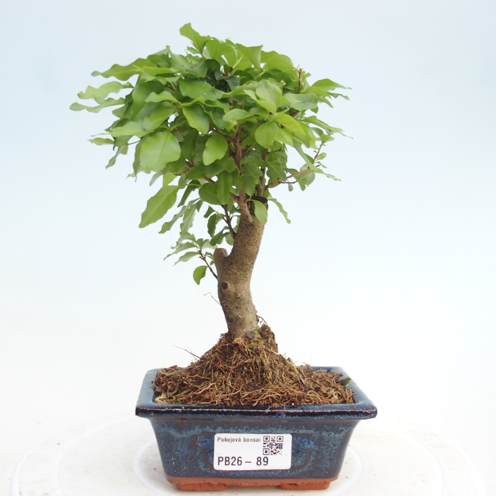 Room bonsai -Ligustrum chinensis - Birds Beak