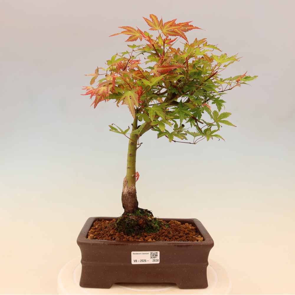 Norway maple - Acer palmatum Beni Tsukasa