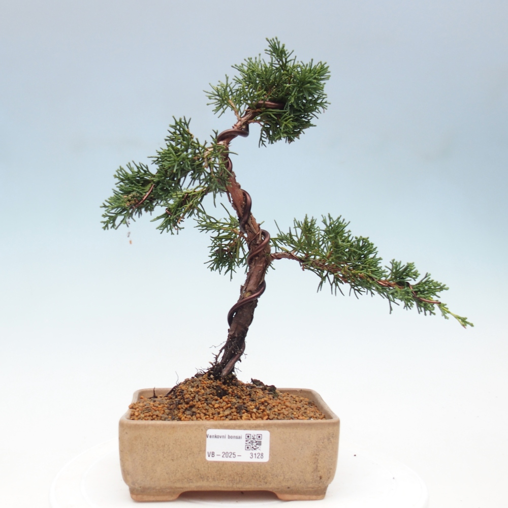 Outdoor bonsai - Juniperus chinensis Kishu - Chinese Juniper