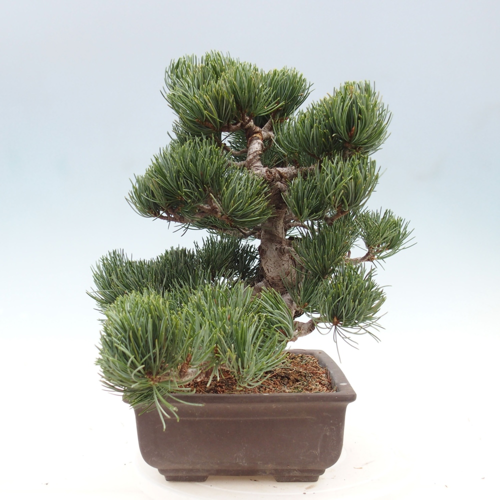 Outdoor bonsai - Pinus parviflora - Small pine tree
