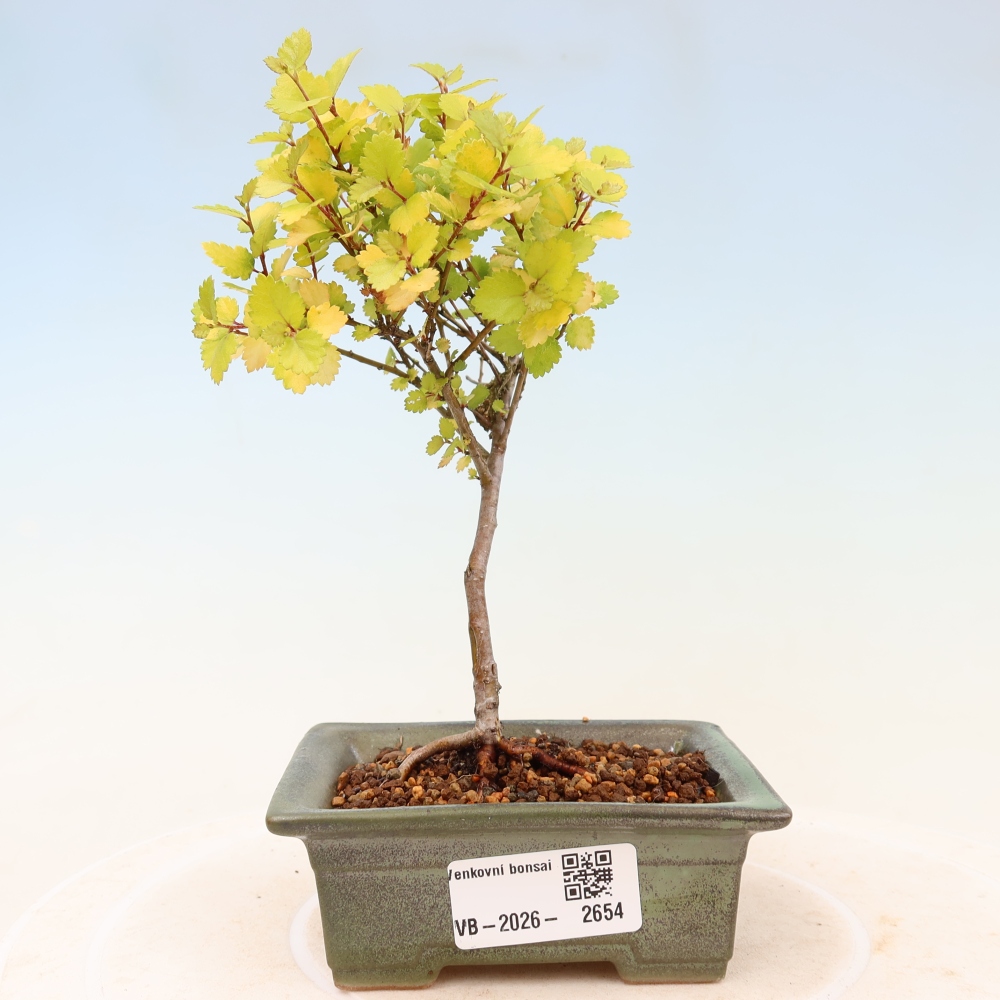 Outdoor Bonsai - Dwarf Birch - Betula NANA Golden Treasure