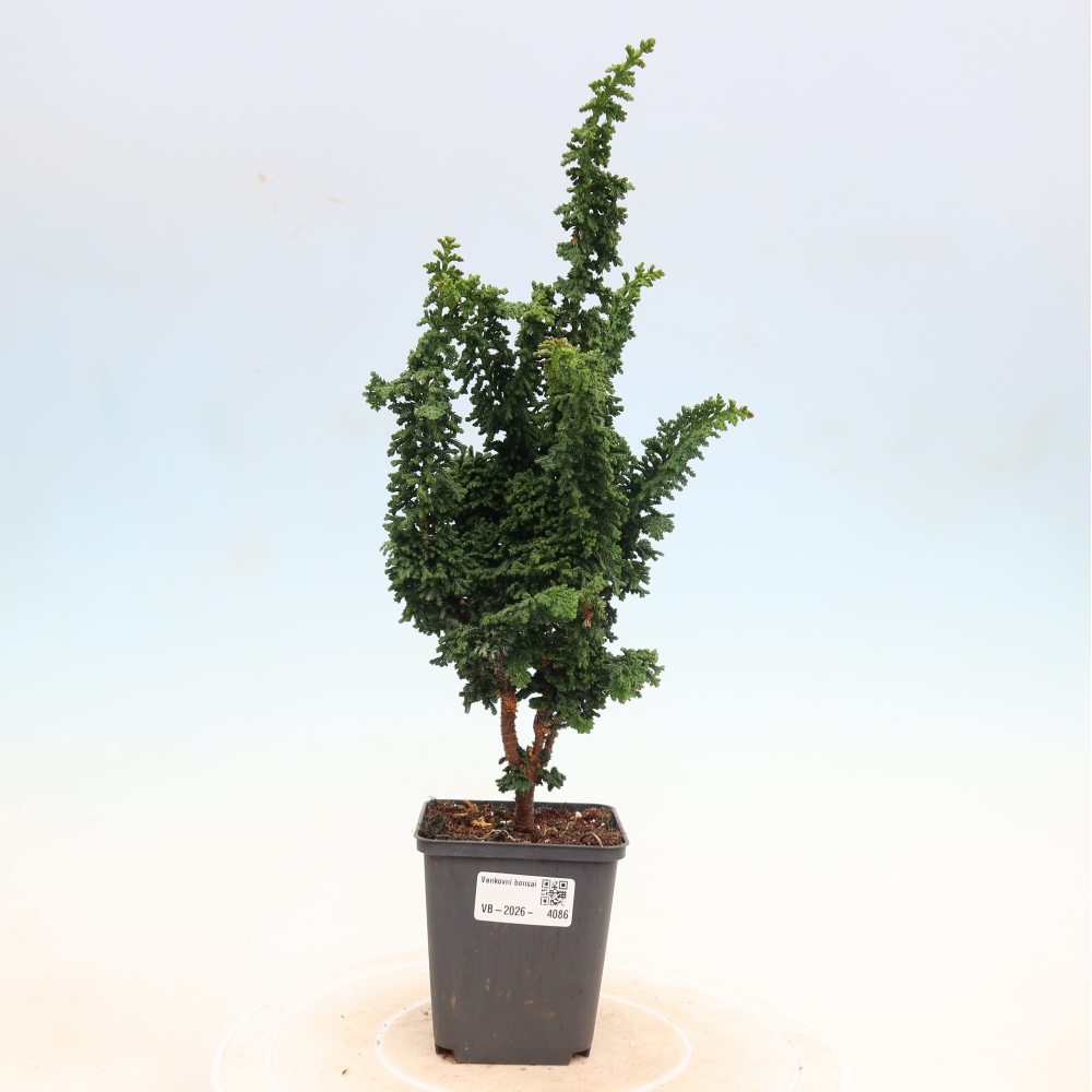 Outdoor bonsai - Cham. obtusa SEKKA HINOKI - Cypress