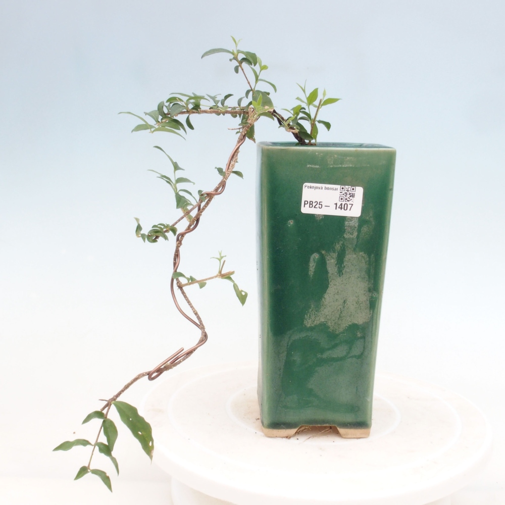 Room bonsai - Malpighia coccigera- Barbdorian cherry