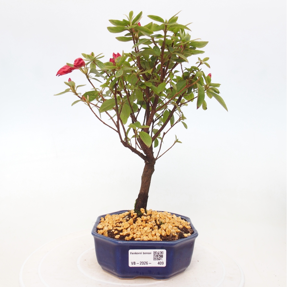 Outdoor bonsai - Japanese azalea - Azalea sp.