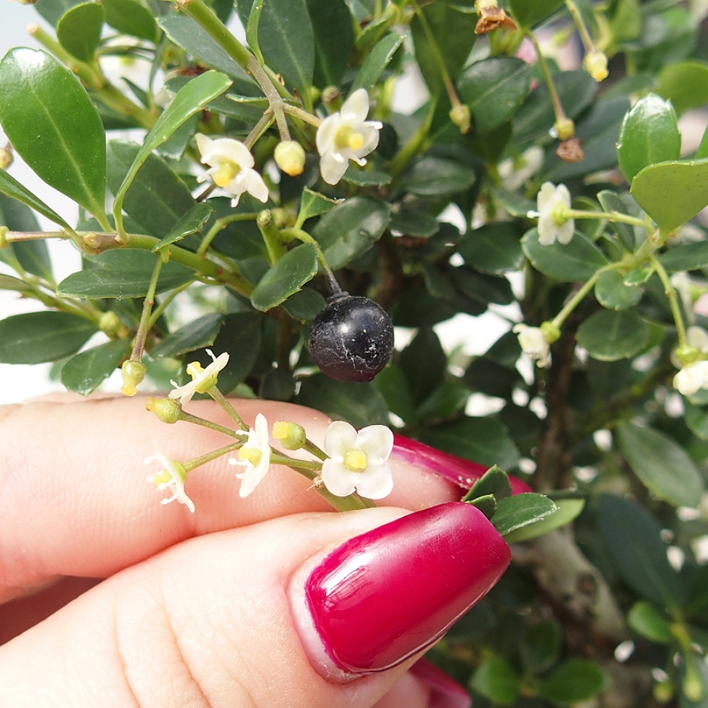 Room bonsai - Ilex crenata - Holly