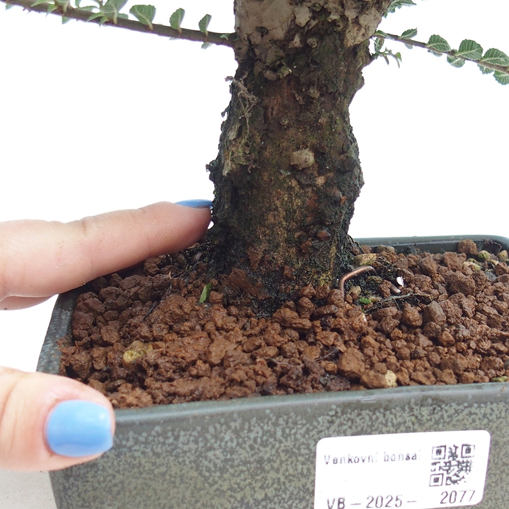 Outdoor bonsai - Ulmus parvifolia Hokkaido - Chinese elm