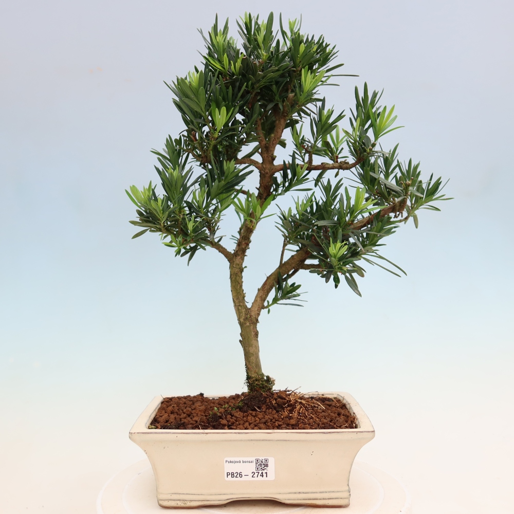 Room bonsai - Podocarpus - Stone Yew