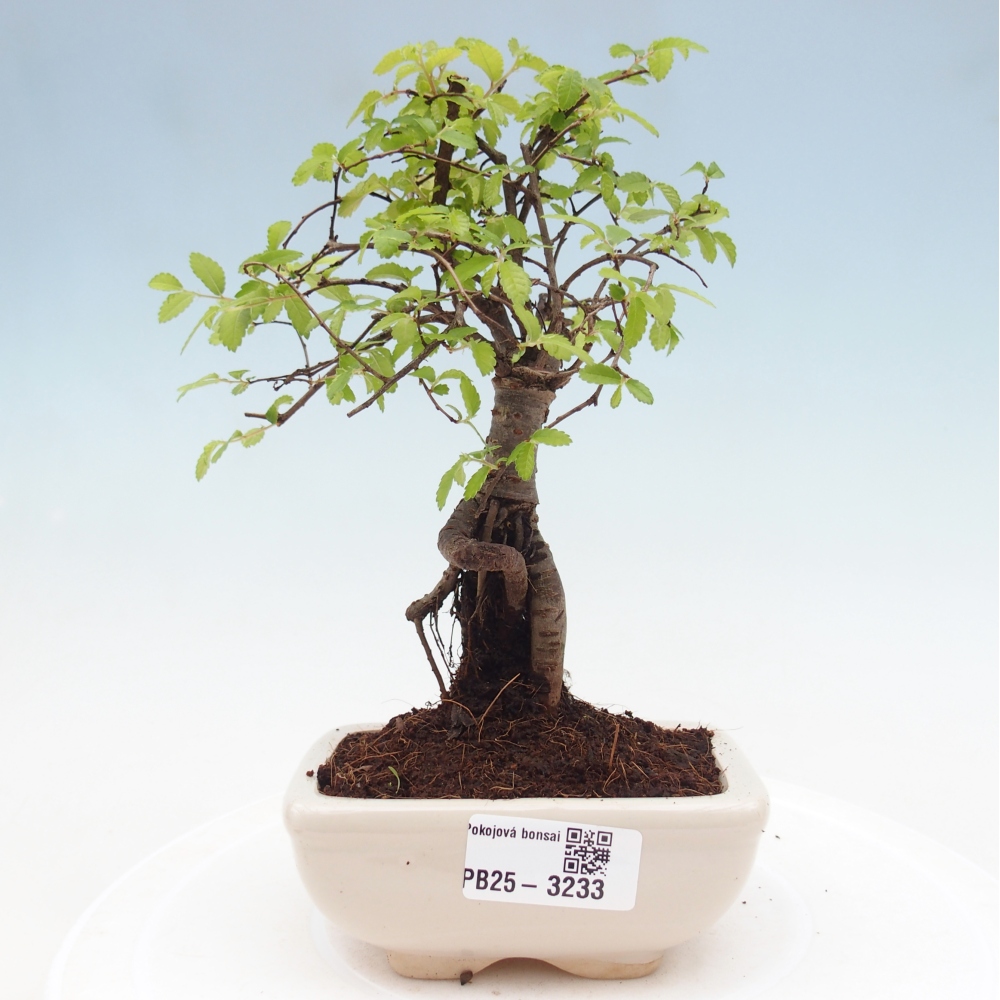 Room bonsai - Ulmus parvifolia - Small-leaved elm