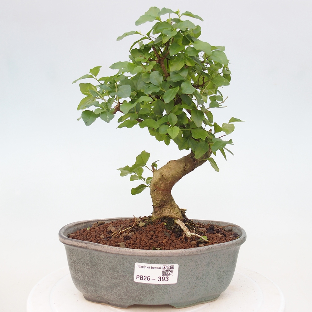 Room bonsai -Ligustrum chinensis - Birds Beak