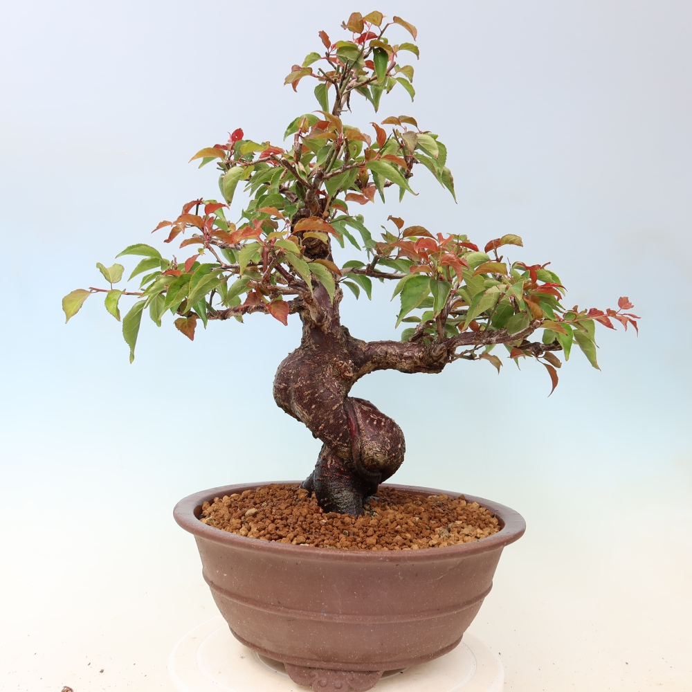 Outdoor Bonsai - Japanese Apricot - Prunus Mume