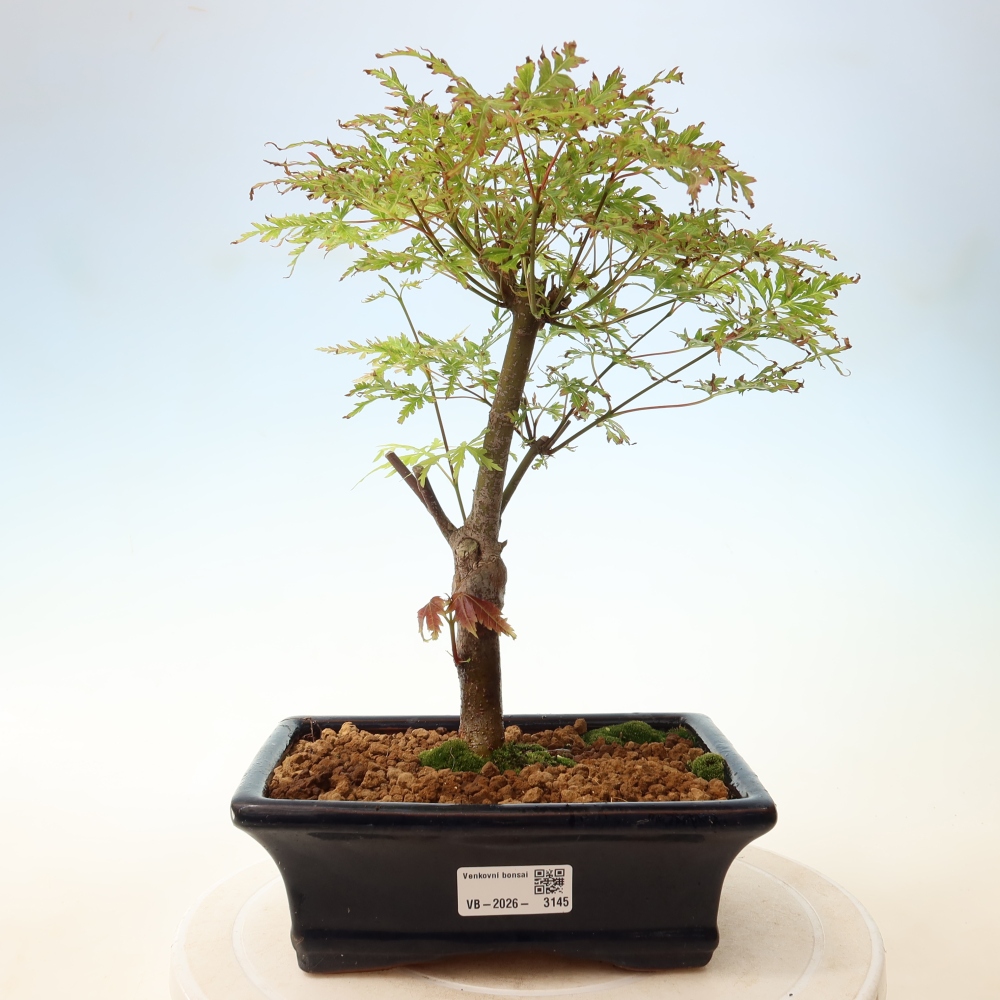 Outdoor Bonsai - Acer palmatum Dissectum - Japanese Maple 