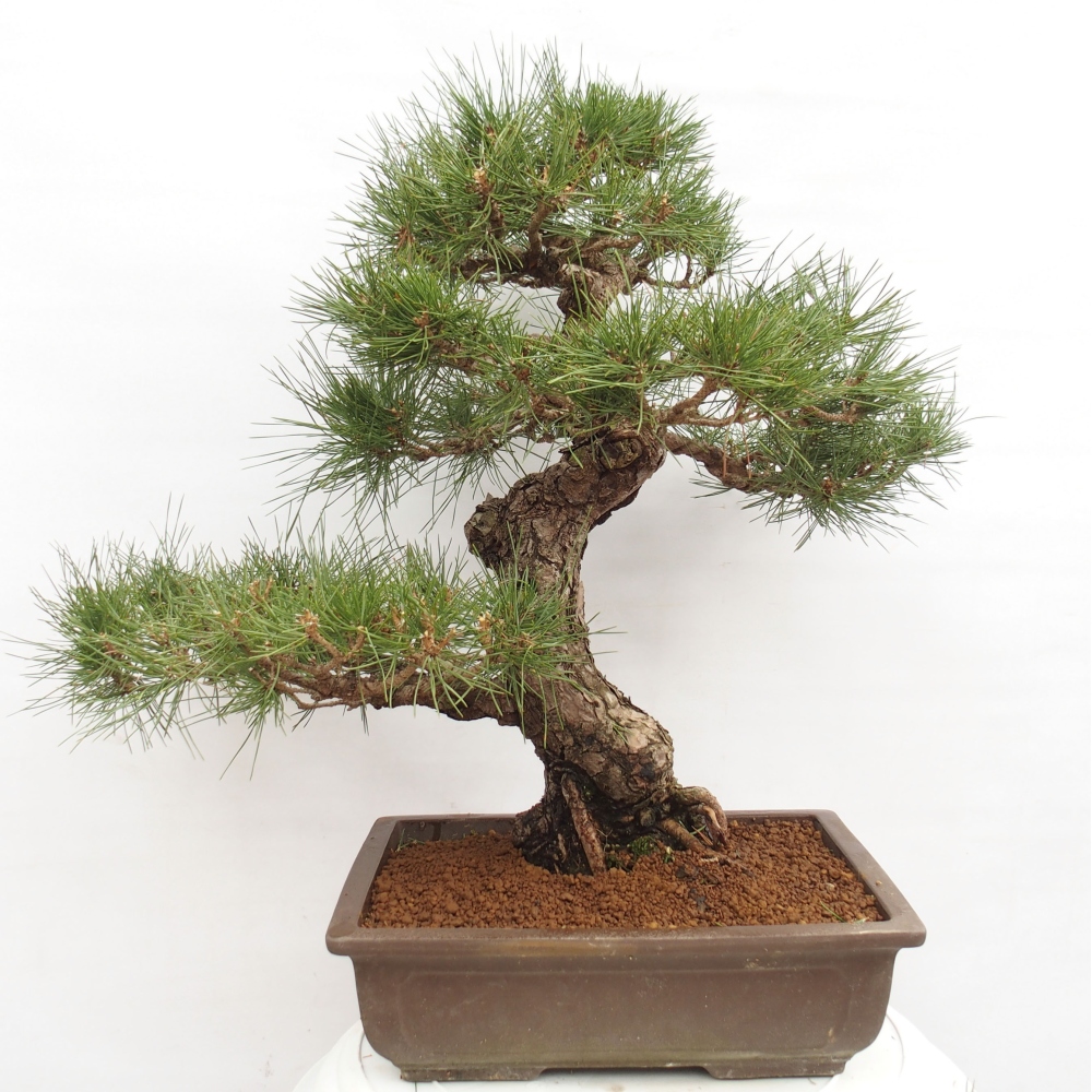 Outdoor bonsai - Pinus thunbergii - Thunberg pine